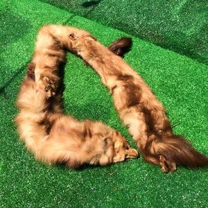 Faux Fox Hide